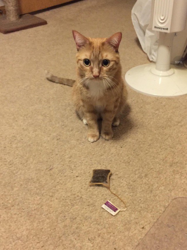 Коты и Кошки