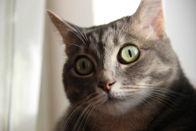 Коты и Кошки