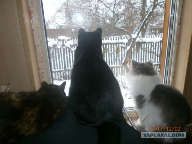Котовторник  19.12.2017
