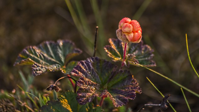 Просто Природа