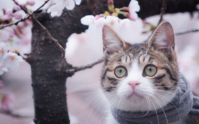 Фотобомбы котов