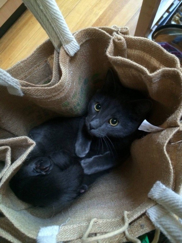 Фотобомбы котов