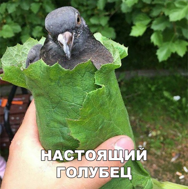 Нестандартный юмор