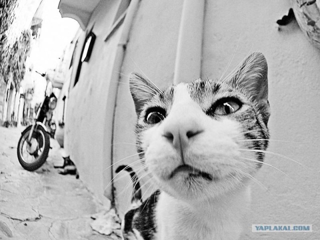 Уррааа! Котомет на ЯПлакалъ.