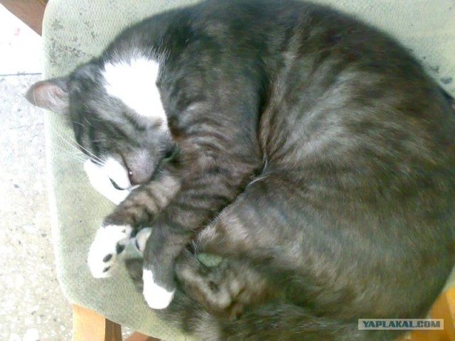 Котовторник на вторник! (30.09.2008)