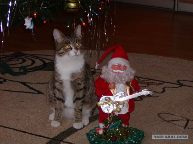 Новогодний КОТОВТОРНИК!