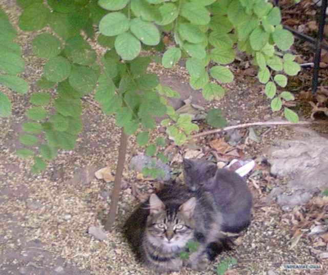 Котовторник!