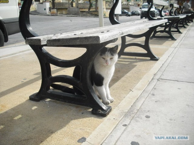 Котовторник начался