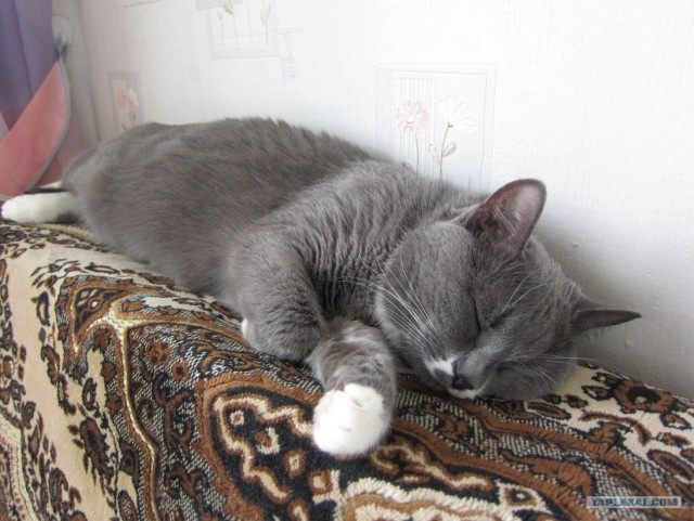 Первый котовторник июля