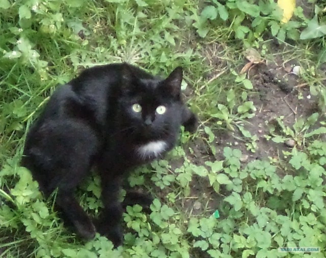 Котовторник! 11.10.11