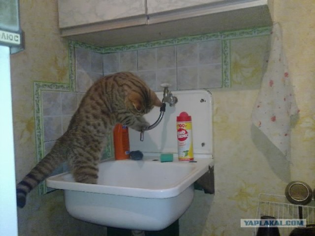 Котовторник 27.03.2012