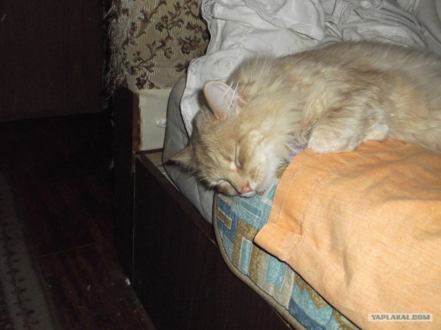 Котовторник 8 мая 2012