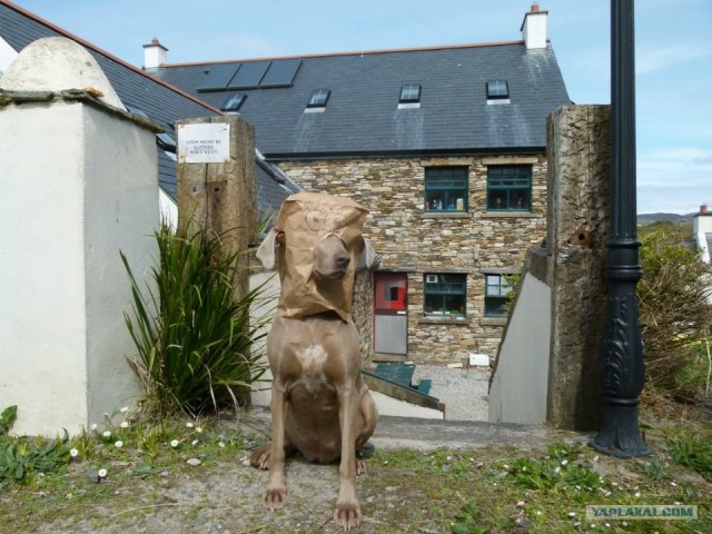 Обычная собака