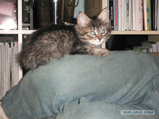 Котовторник 31.07.2012 г.