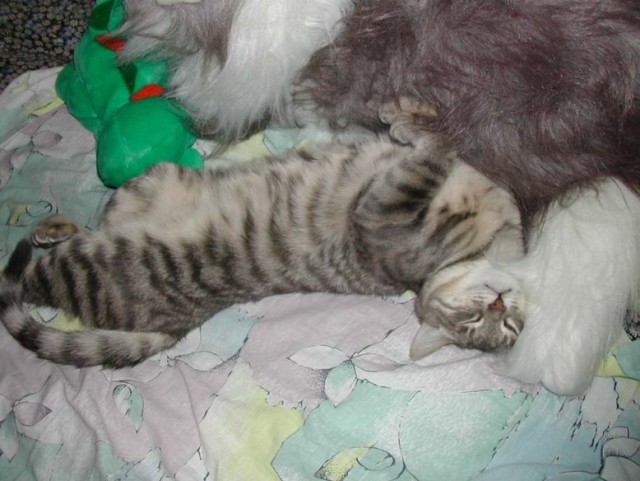 Котовторник  28.08.12