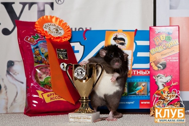 Самые смешные снимки животных за 2012 год