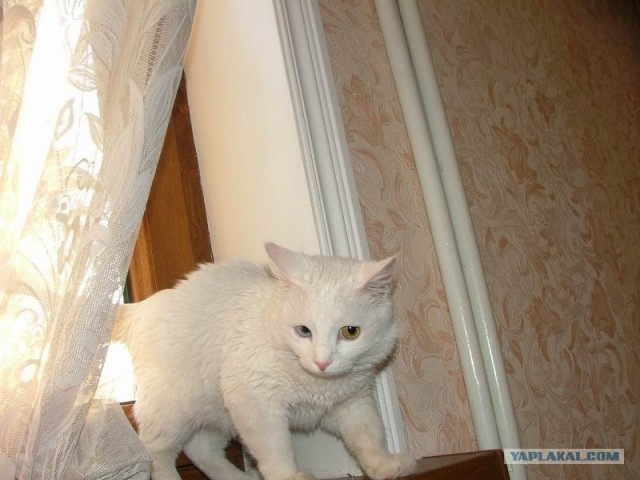 Котовторник 29.01.2013