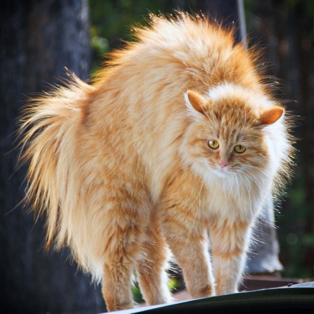 Котовторник! начнем? 04.06.19