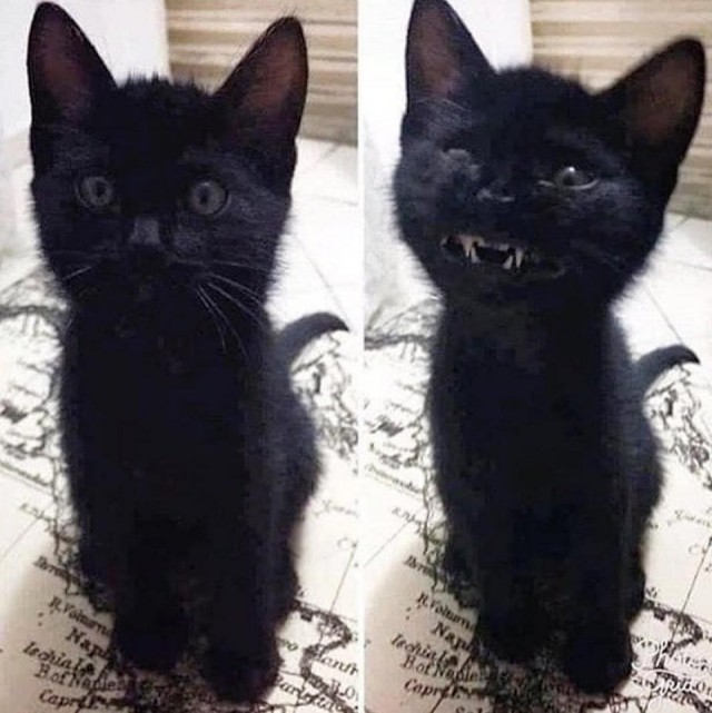Забавные фото котеек