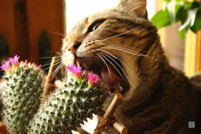 Коты сломались