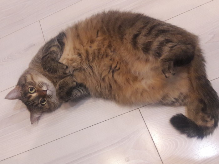 Что любят котики...