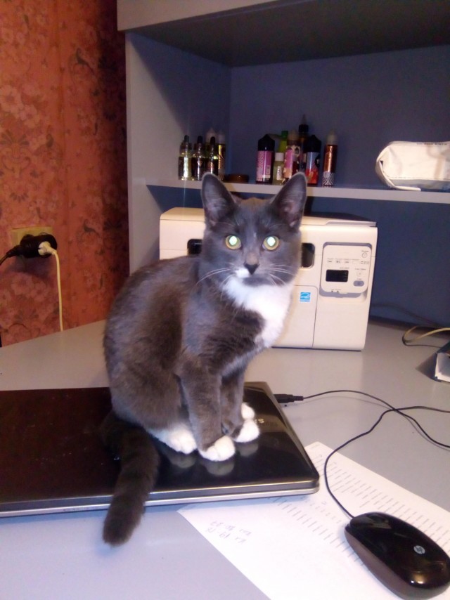 Одинокий котейко.
