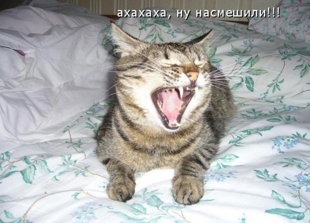 Собака прилипла языком на морозе