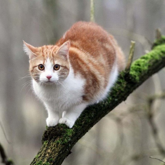 Котофеев пост