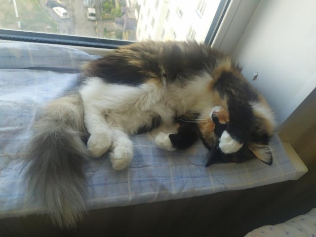 Котовторник 14.07.2020
