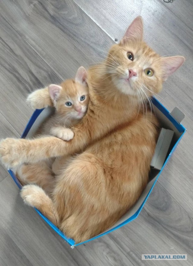 Котовторник?! Коты во вторник!
