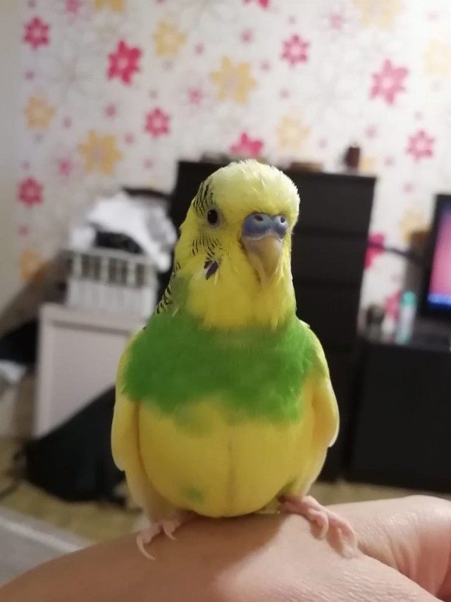 Потерянное перо
