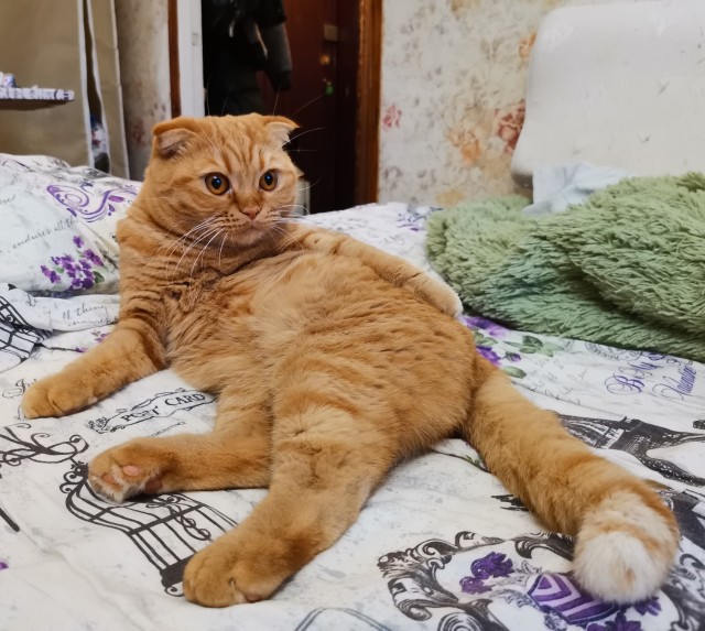 Котик и флакон