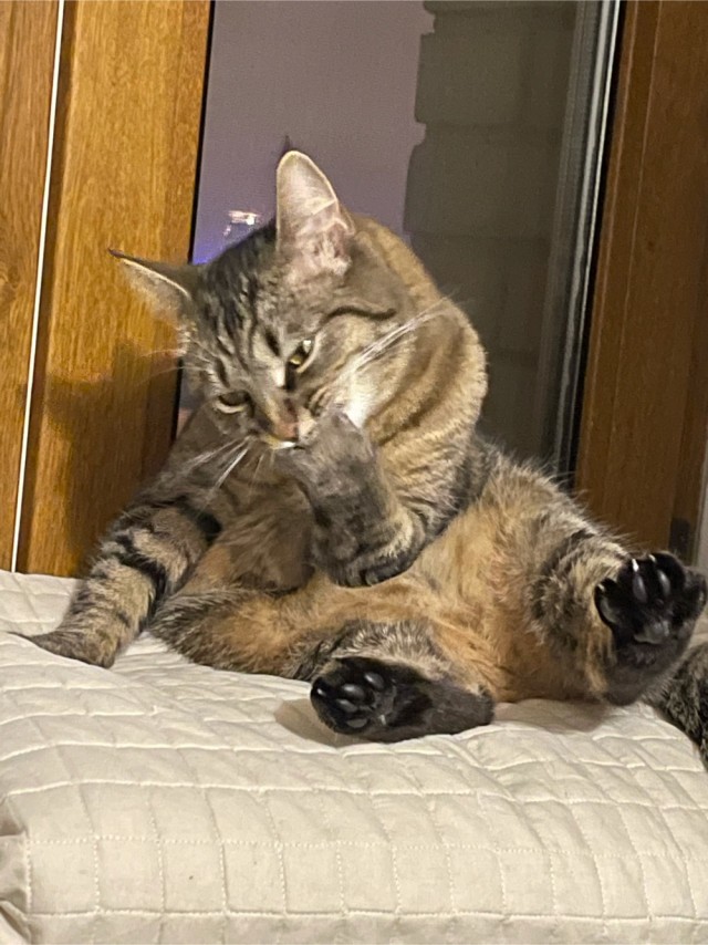 Котовторник. Добавляйте своих