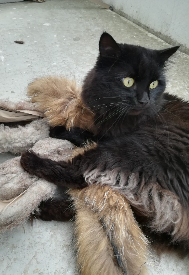 Котовторник!