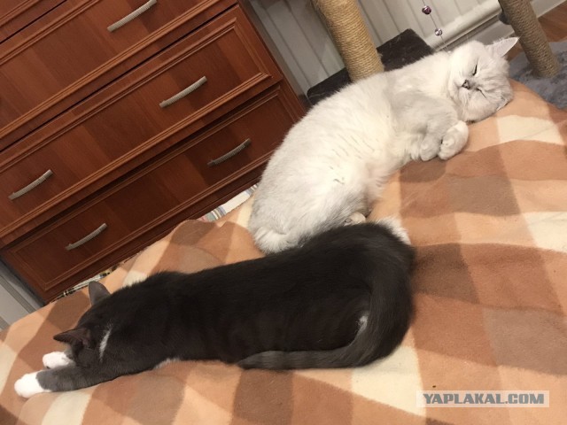 Вторник. Кото-вторник...