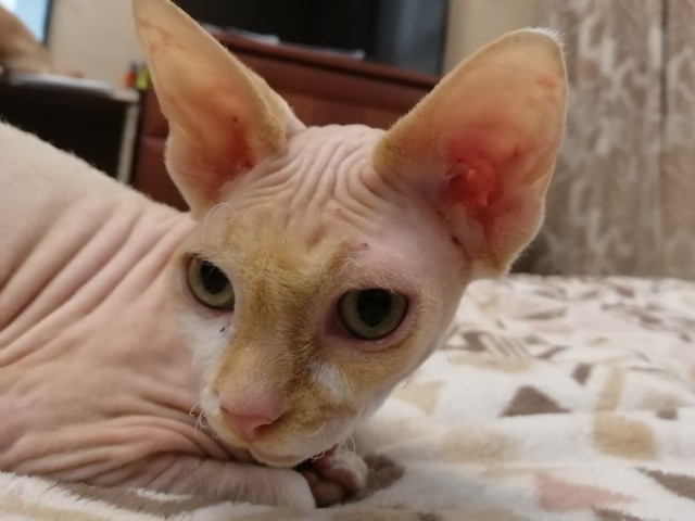 К котовторнику