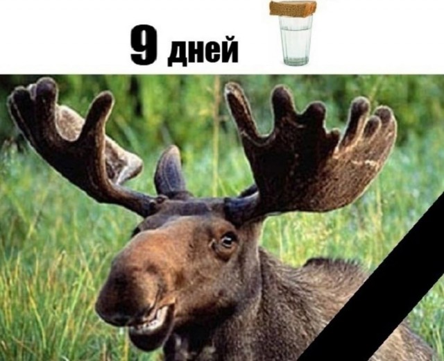Депутат Рашкин признался в убийстве лося