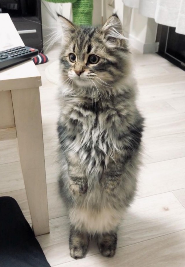 Сибирский кот  - звезда инета