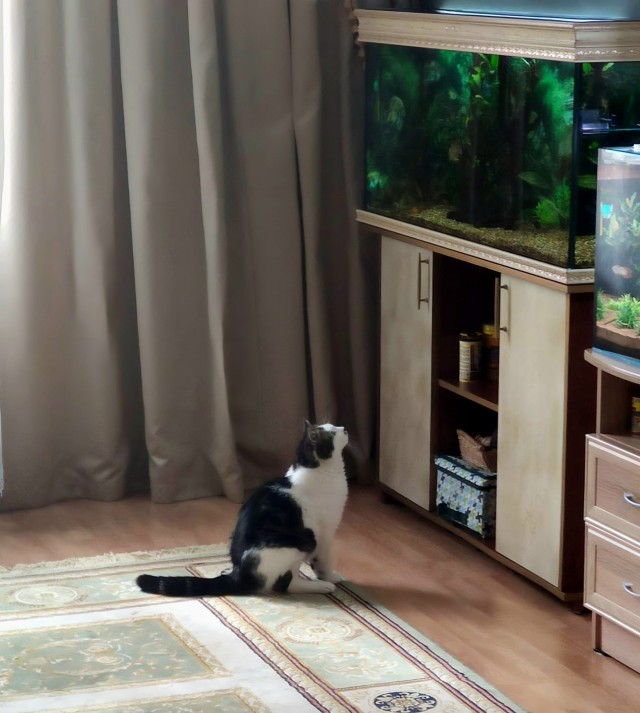 Покупайте аквариум