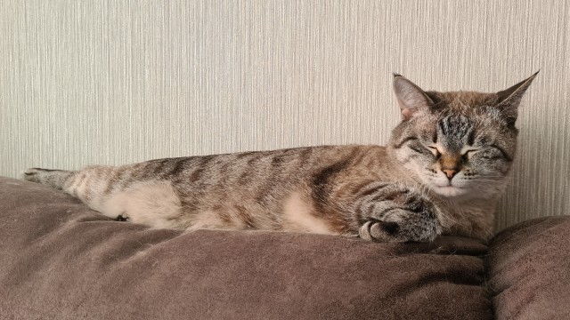 А вот и котовторник 24.05.2022