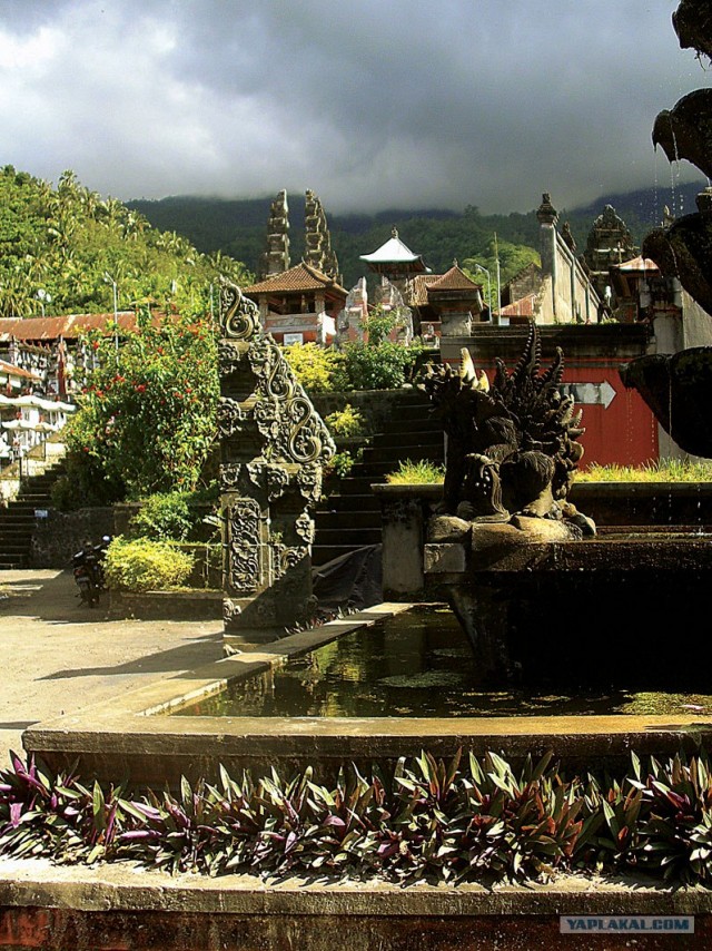 Они живут только 40 лет