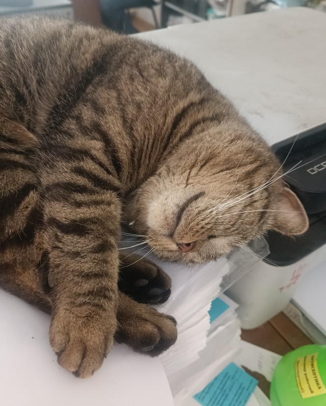 Отдали кота