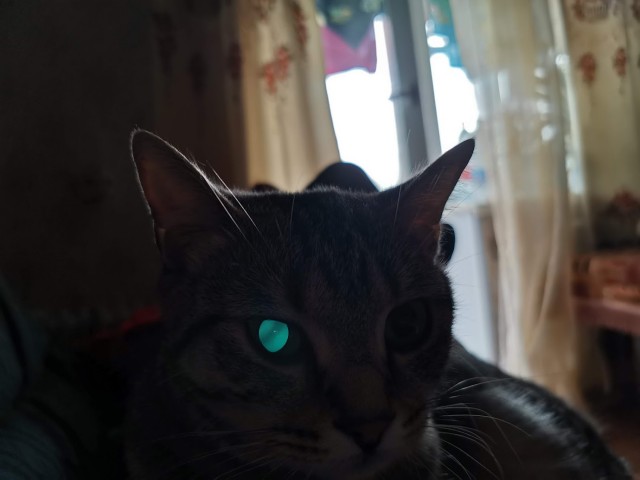Кот