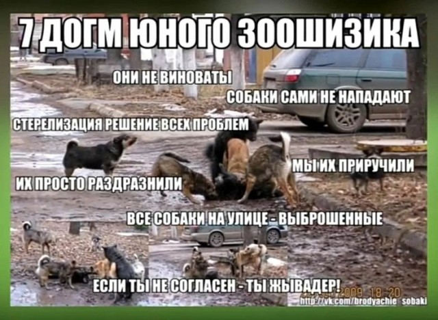 В Оренбурге у школы за мальчишкой гналась свора собак