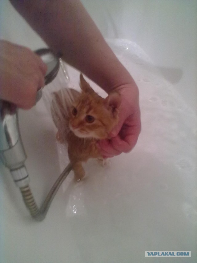 Кот любит коровье молоко
