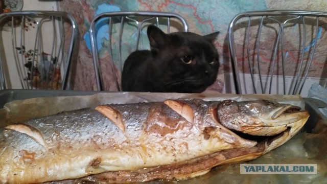 Ещё одну колбаску и всё
