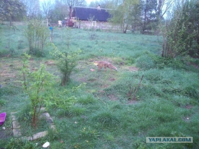 Жизнь домашнего приюта для котеек 445