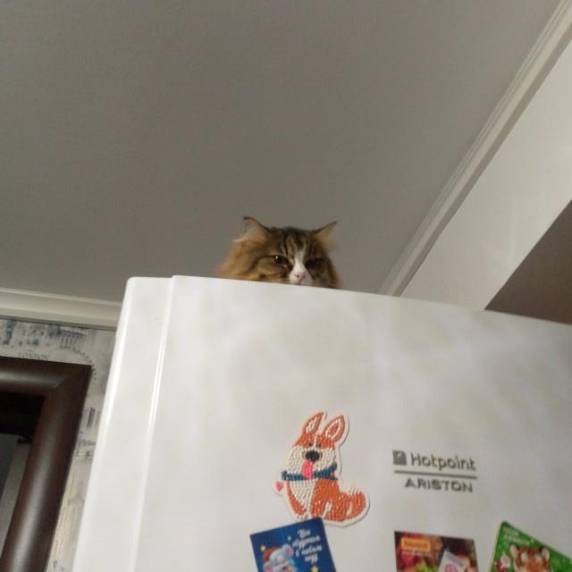 Последний котовторник в этом году