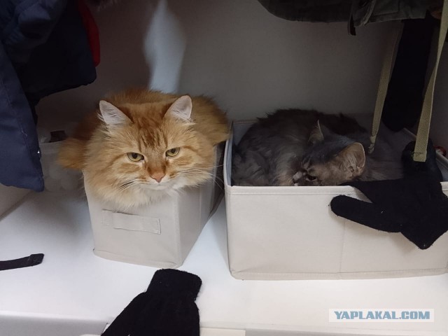 Маловата коробка... Котовторник.