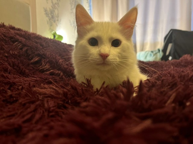 Мелкий зараза